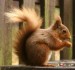 small-squirrel.jpg